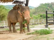 Krabi Elephant House Sanctuary