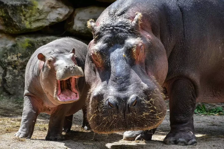 Khao Kheow Open Zoo Pattaya