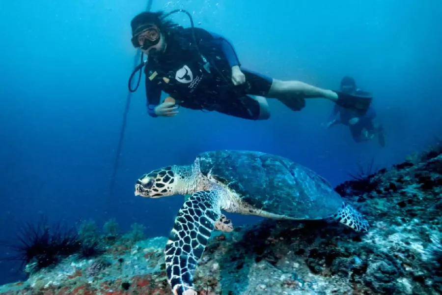 Scuba Diving Pattaya