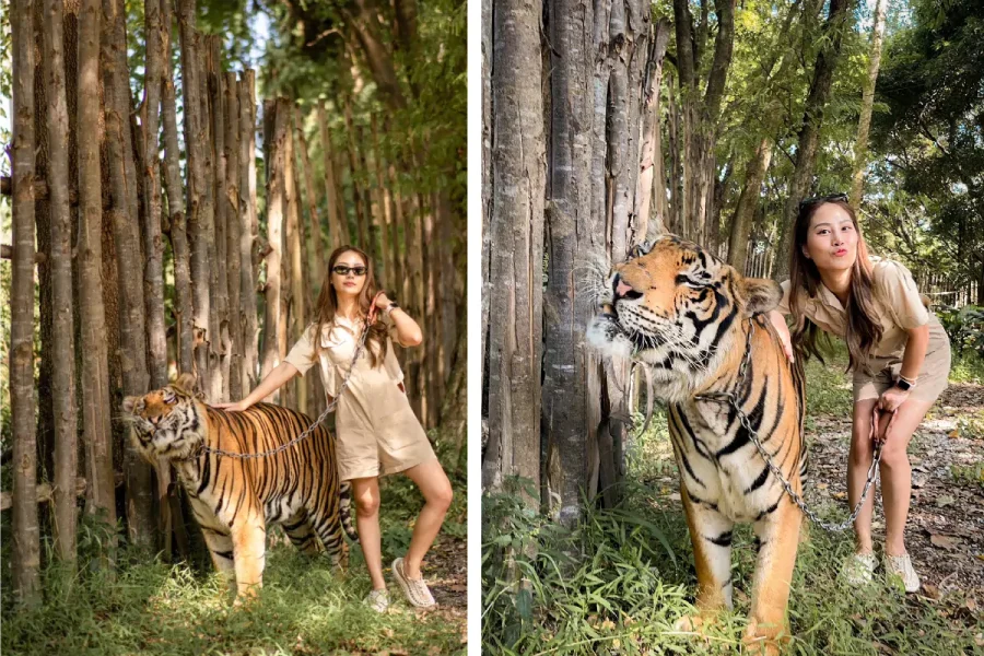 Tiger Topia Siracha Pattaya
