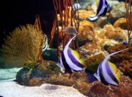 Underwater World Pattaya