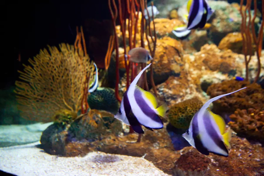 Underwater World Pattaya
