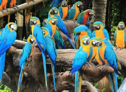 Safari World And Marine Park Bangkok