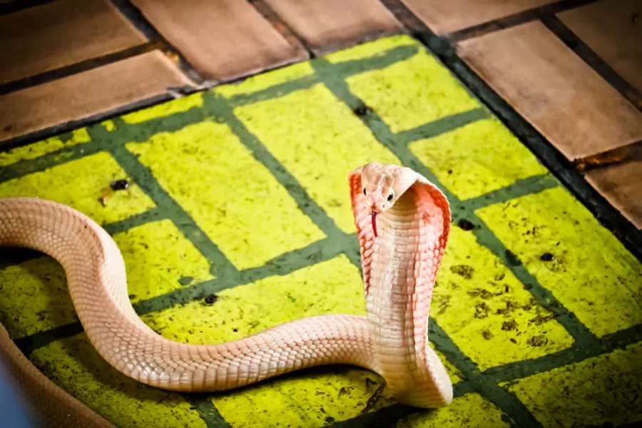Snake Show And Leather Shop Pattaya