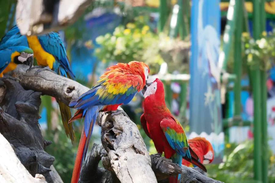 Bird Park Phuket