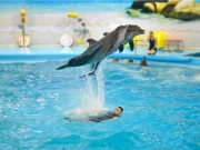 Dolphin Bay Phuket