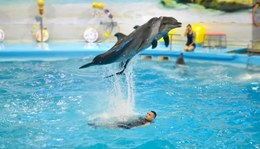 Dolphin Bay Phuket