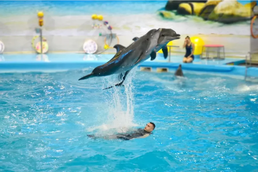 Dolphin Bay Phuket