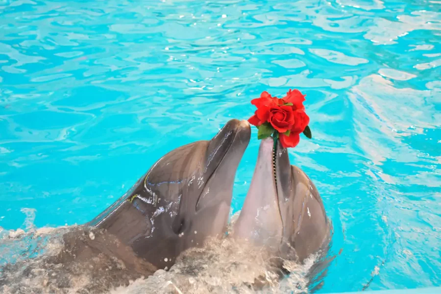 Dolphin Bay Phuket