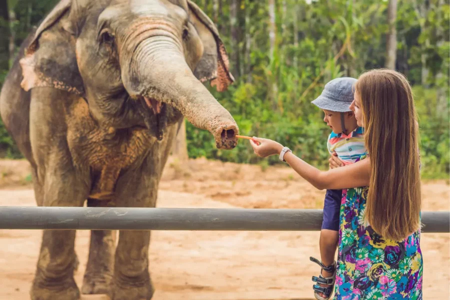 Elephant Jungle Sanctuary Phuket