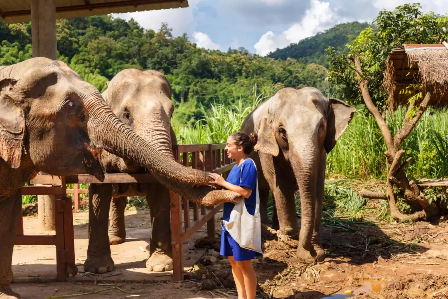 Elephant Jungle Sanctuary Phuket