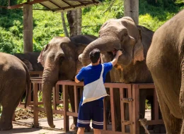 Elephant Jungle Sanctuary Phuket