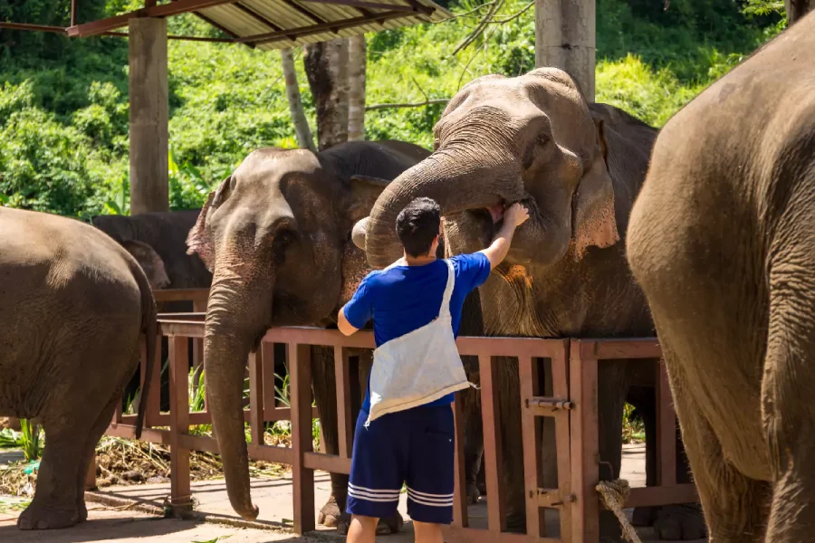 Elephant Jungle Sanctuary Phuket