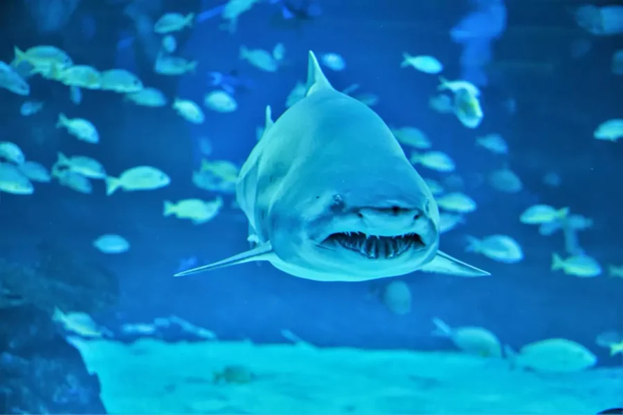 Aquaria Phuket