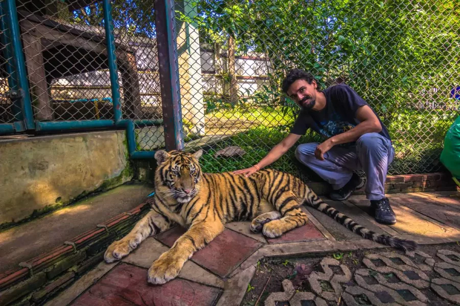 Tiger Kingdom Phuket