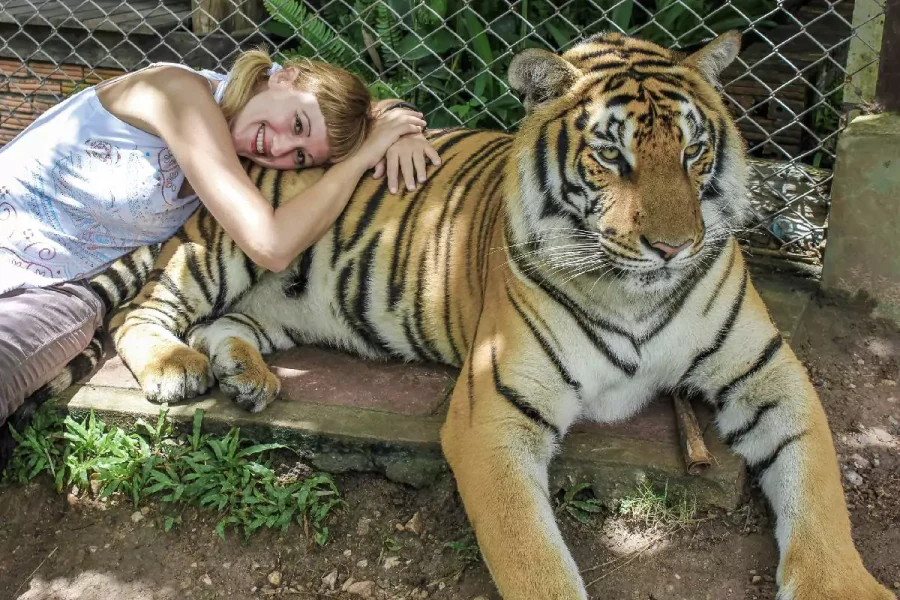 Tiger park Phuket