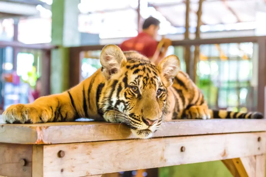 Tiger park Phuket