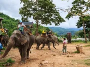 Krabi Elephant House Sanctuary