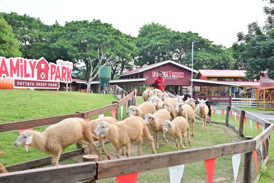 Pattaya Sheep Farm