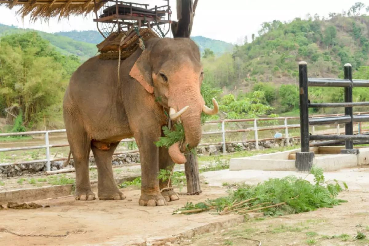 Krabi Elephant House Sanctuary