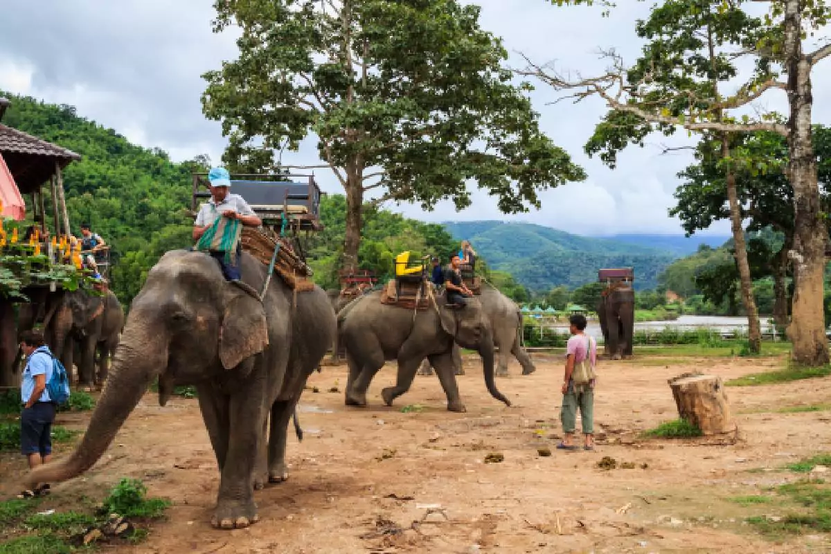 Krabi Elephant House Sanctuary