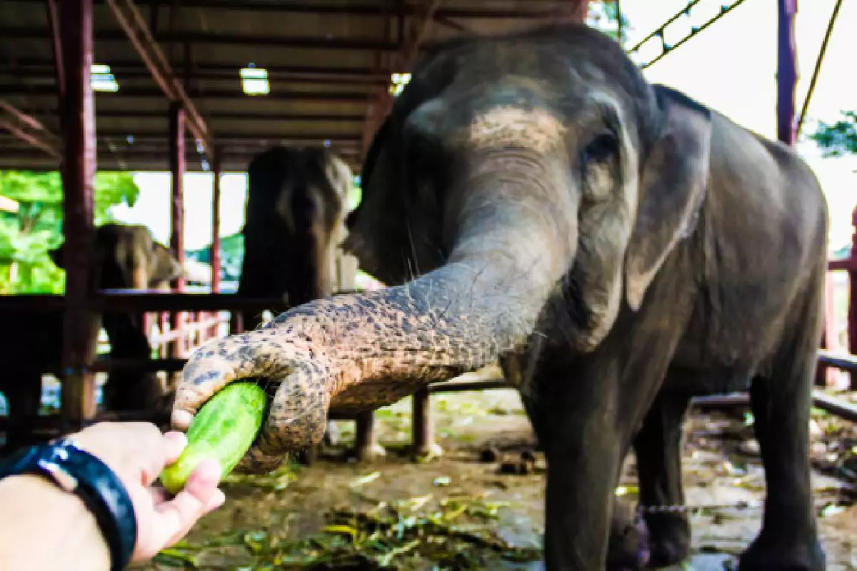 Krabi Elephant House Sanctuary