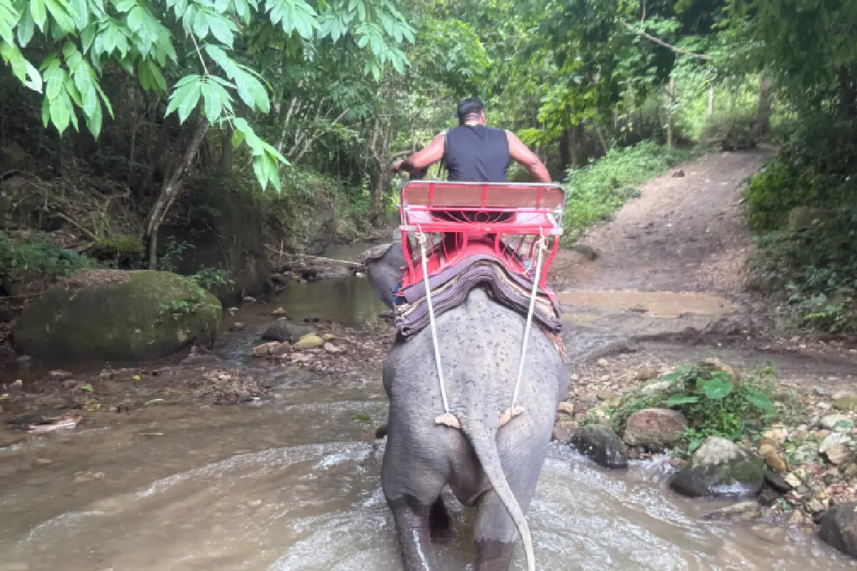 Elephant Trekking Pattaya trail
