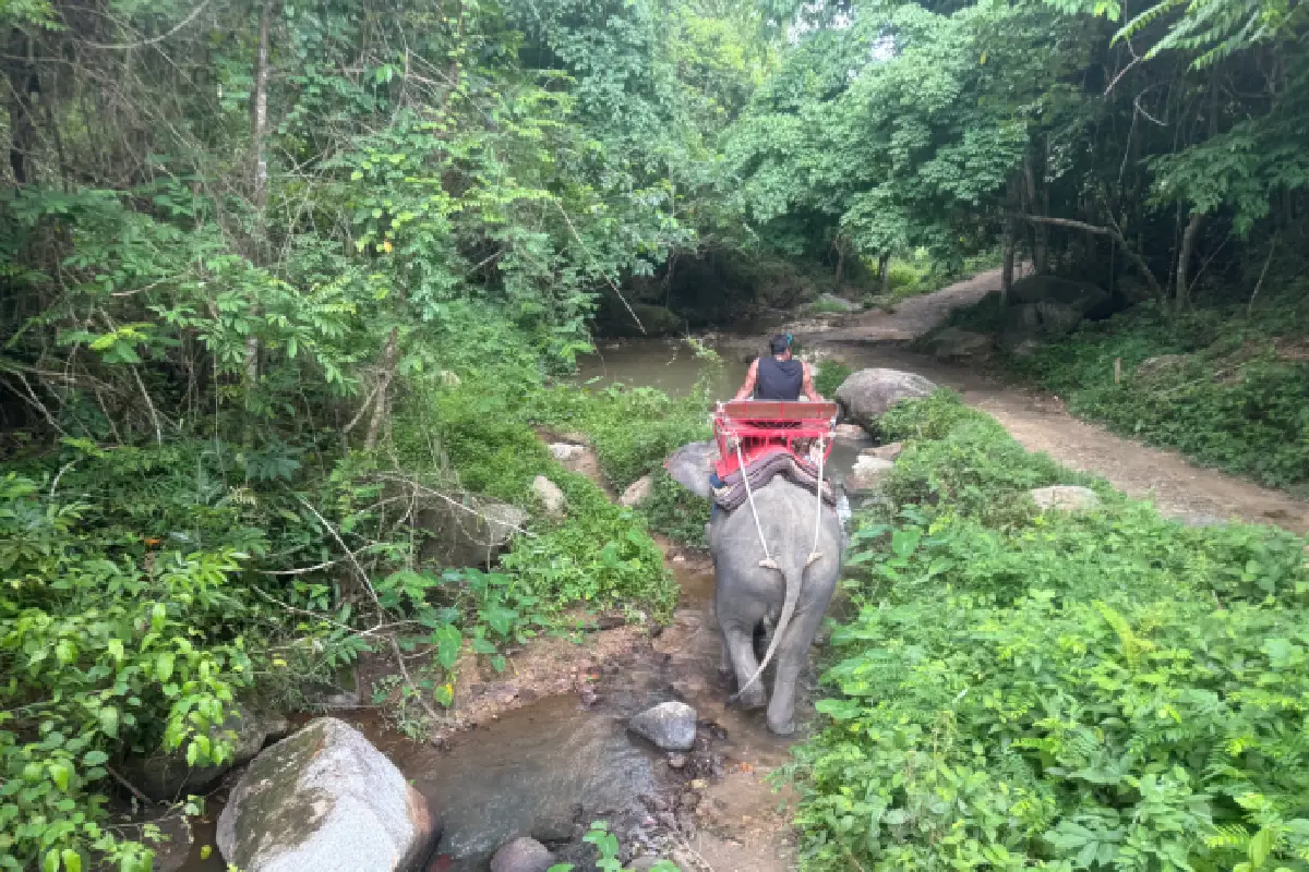 Elephant Trekking Pattaya trail
