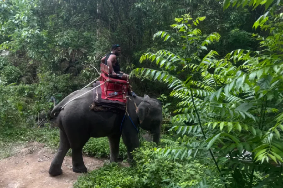 Elephant Trekking Pattaya trail