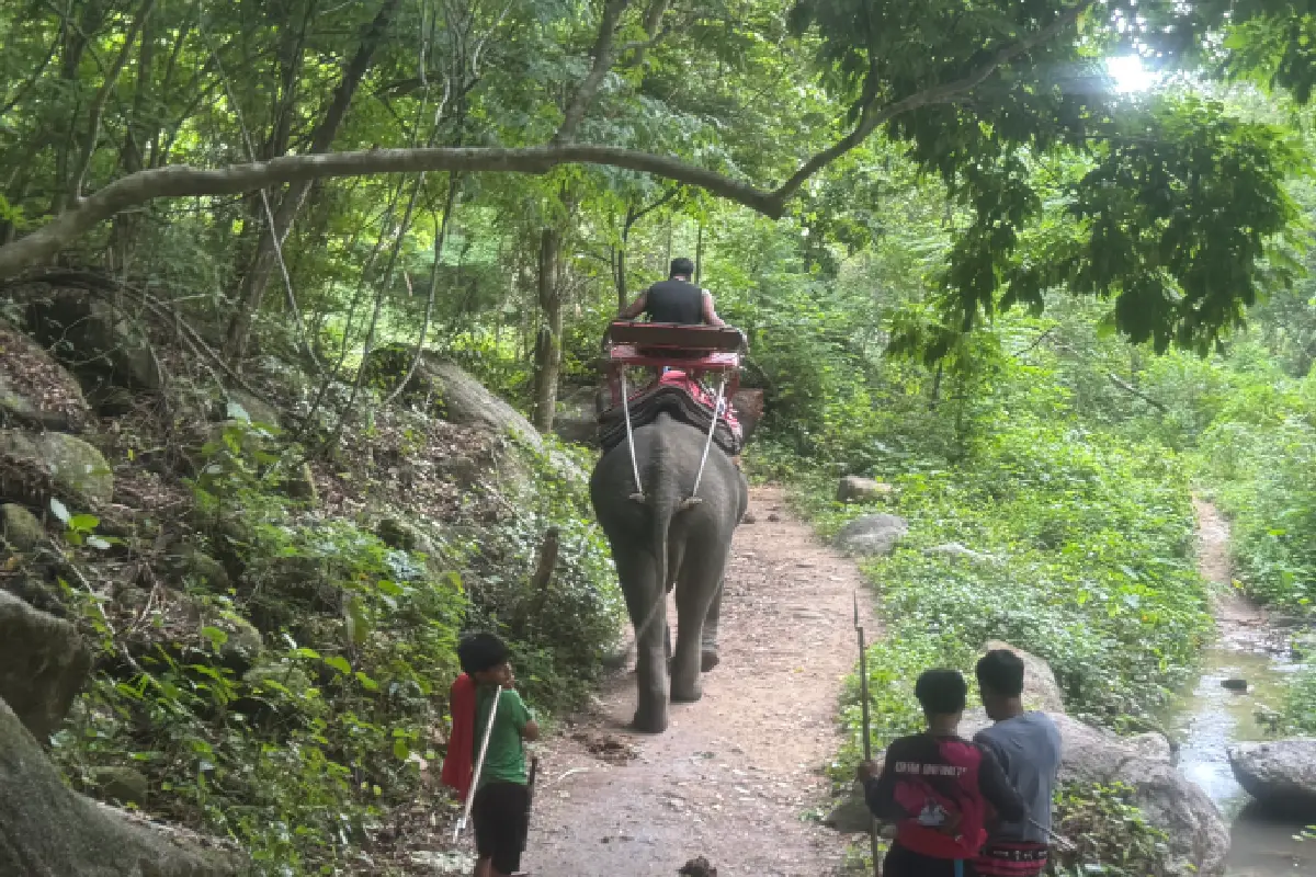 Elephant Trekking Pattaya trail